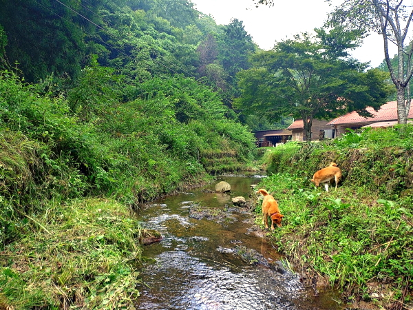 工房のほとりを流れる小さな川